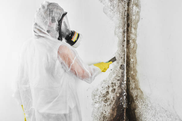 Best Residential Mold Remediation in Heavener, OK