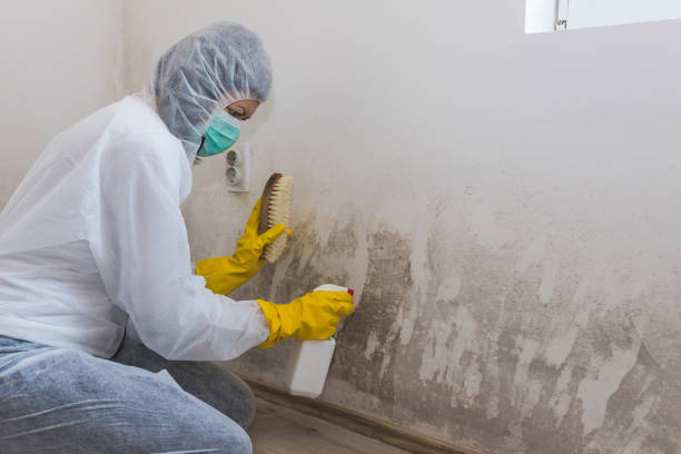 Best Localized Mold Remediation (e.g., coastal areas, humid climates) in Heavener, OK