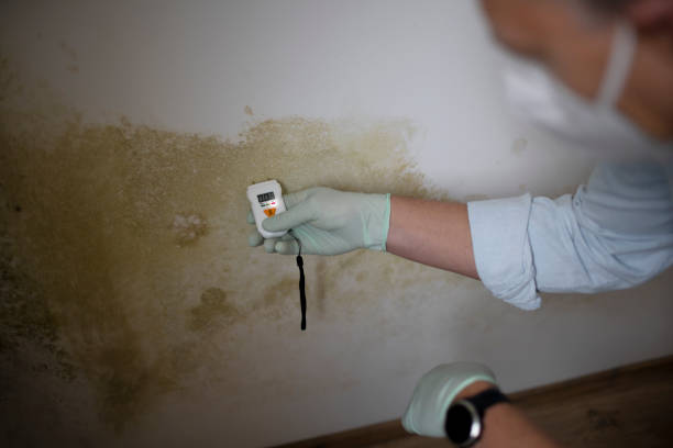 Best Commercial Mold Remediation in Heavener, OK