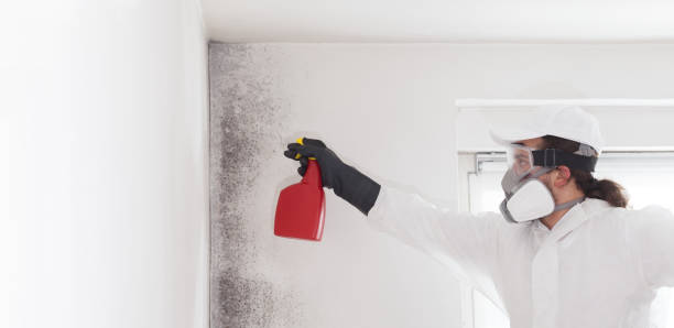 Best DIY Mold Remediation Support Services in Heavener, OK