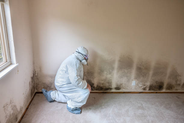 Best Insurance-Related Mold Remediation in Heavener, OK