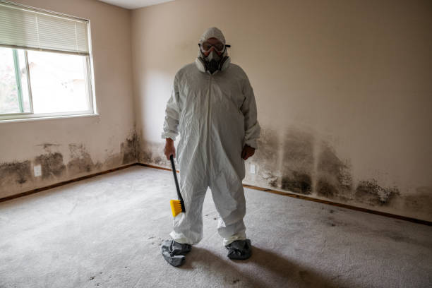 Best Attic Mold Remediation in Heavener, OK