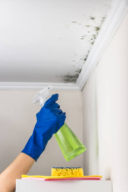 Best Kitchen Mold Remediation in Heavener, OK